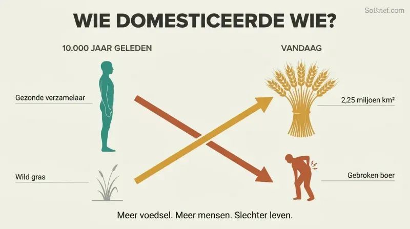 Crossing trajectories show wheat rising from wild grass to global dominance while human wellbeing falls from healthy forager to broken farmer.