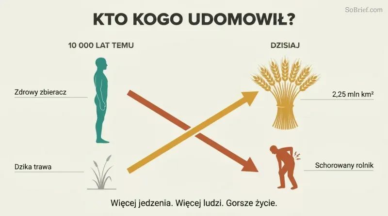 Crossing trajectories show wheat rising from wild grass to global dominance while human wellbeing falls from healthy forager to broken farmer.