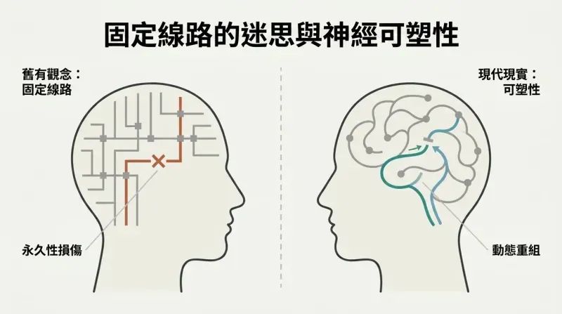 Split panel diagram comparing a rigid, hardwired machine brain to an adaptable, self-rewiring neuroplastic brain.