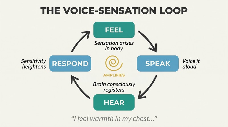 Circular feedback loop showing how voicing body sensations activates the brain, which heightens physical sensitivity, creating more sensation to voice.