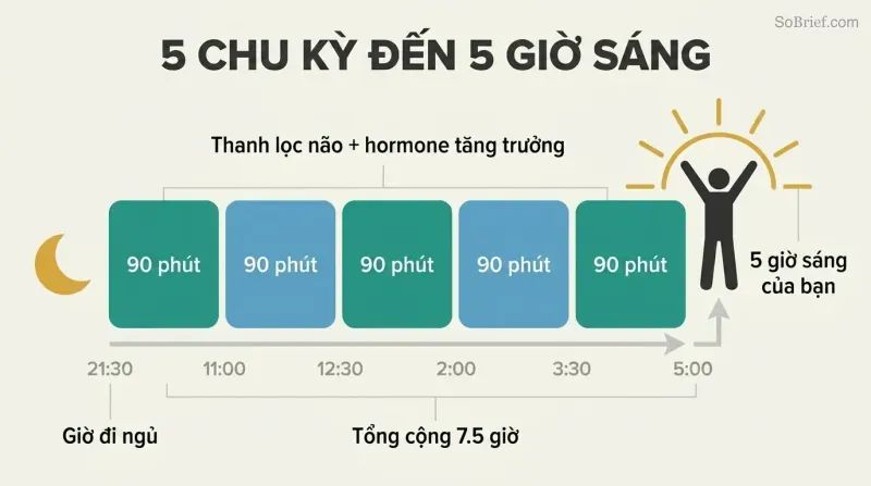 Five sequential 90-minute sleep cycle blocks spanning 9:30 PM to 5 AM form a platform from which a sunrise silhouette and energized figure rise.