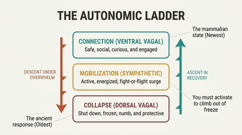 Three-tiered vertical diagram showing the three states of the nervous system—Connection, Mobilization, and Collapse—with sequential arrows showing how we descend under threat and climb back up during recovery.