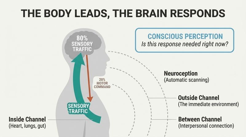 Diagram of a human silhouette showing 80 percent of nervous system traffic flowing upward to the brain and 20 percent flowing down, paired with sensory scanning arcs.