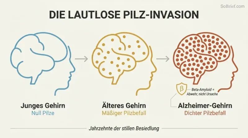 Three brain silhouettes in a left-to-right progression showing zero, moderate, and dense fungal colonization corresponding to young, elderly, and Alzheimer's brains.