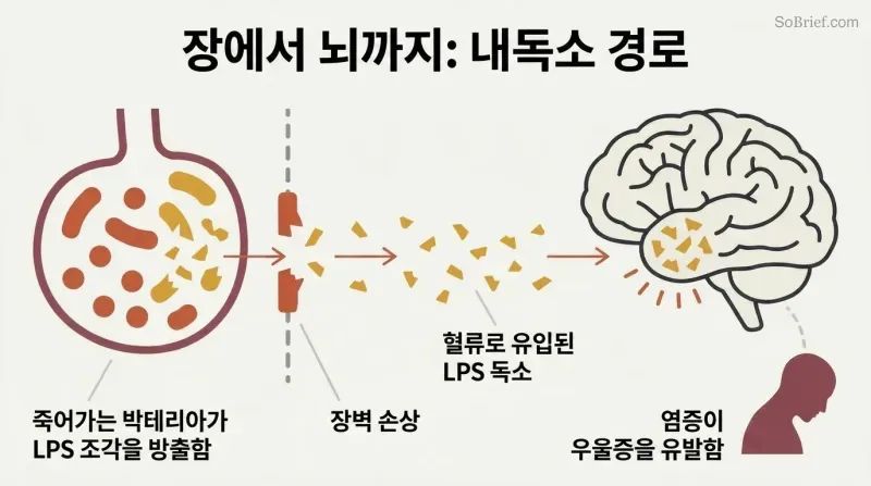 Causal chain showing bacterial toxin fragments leaking through a breached gut wall into the bloodstream and reaching the brain, triggering depression.