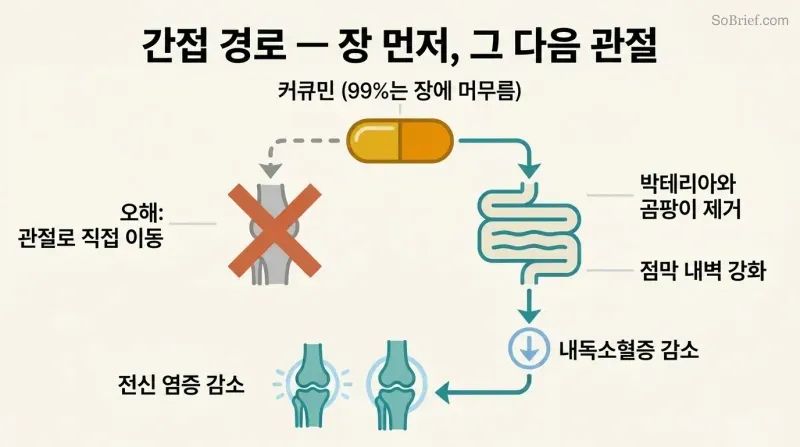 Fork diagram showing a crossed-out direct path from curcumin to knee, and an actual path flowing through the gut to reduce endotoxemia and then knee inflammation.