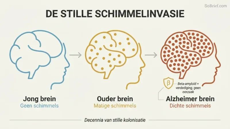 Three brain silhouettes in a left-to-right progression showing zero, moderate, and dense fungal colonization corresponding to young, elderly, and Alzheimer's brains.