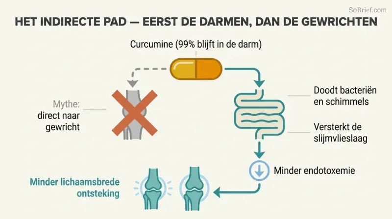 Fork diagram showing a crossed-out direct path from curcumin to knee, and an actual path flowing through the gut to reduce endotoxemia and then knee inflammation.