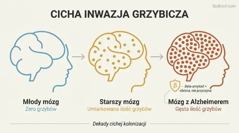 Three brain silhouettes in a left-to-right progression showing zero, moderate, and dense fungal colonization corresponding to young, elderly, and Alzheimer's brains.