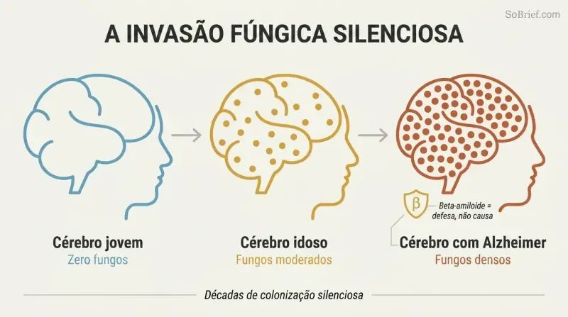 Three brain silhouettes in a left-to-right progression showing zero, moderate, and dense fungal colonization corresponding to young, elderly, and Alzheimer's brains.