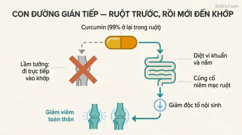 Fork diagram showing a crossed-out direct path from curcumin to knee, and an actual path flowing through the gut to reduce endotoxemia and then knee inflammation.
