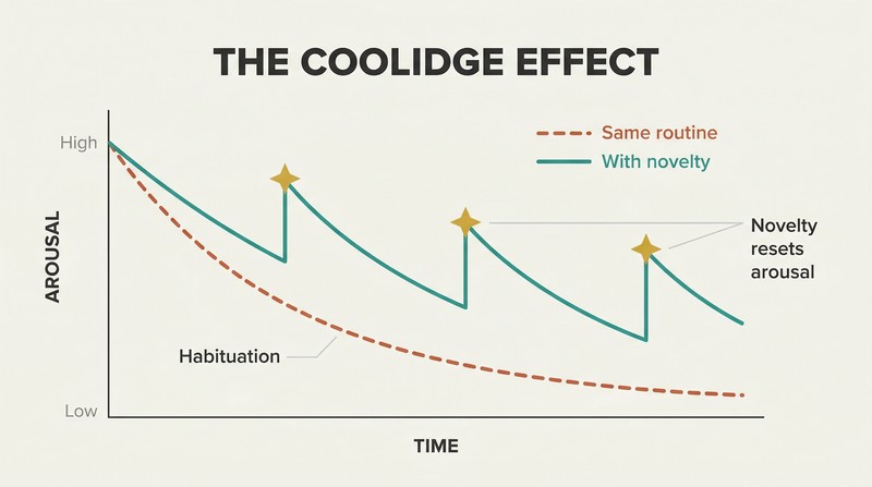 Chart comparing two arousal trajectories over time: one steadily declining without novelty, and one repeatedly restored by injections of novelty shown as upward spikes.