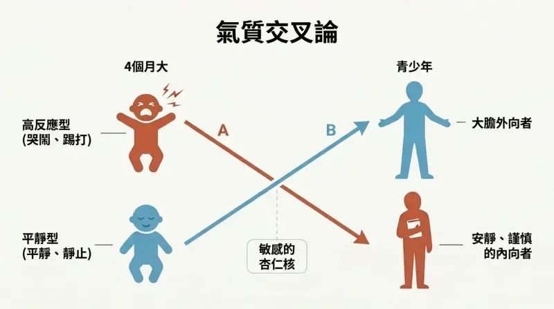 Two transformation paths crossing in an X pattern, showing crying babies becoming quiet teens while placid babies become bold extroverts.