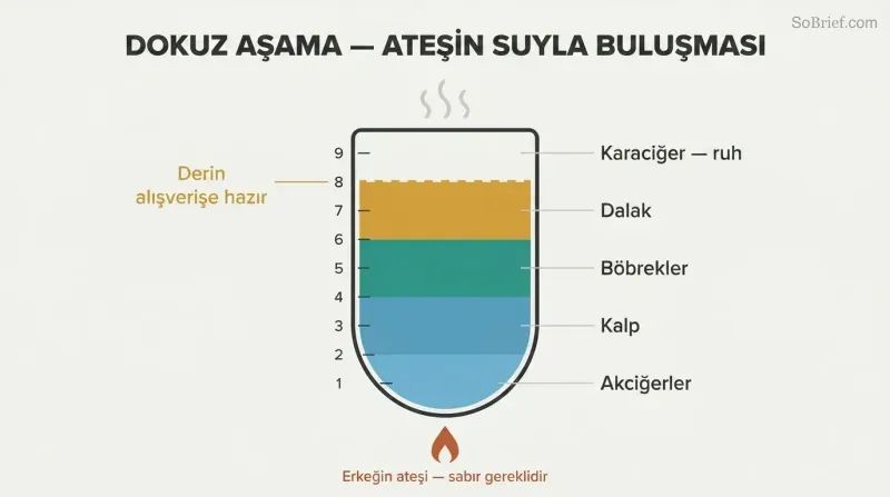 Vertical vessel showing nine ascending arousal stages mapped to organs, rising from cool at the bottom to boiling at the top with a readiness threshold near the peak.
