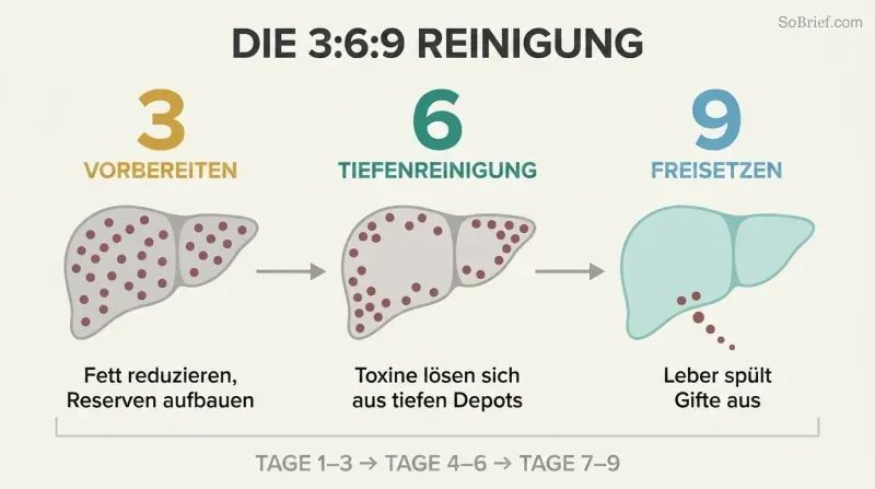 Three-phase timeline showing a liver progressing from toxin-burdened preparation through deep cleansing to final release and renewal.