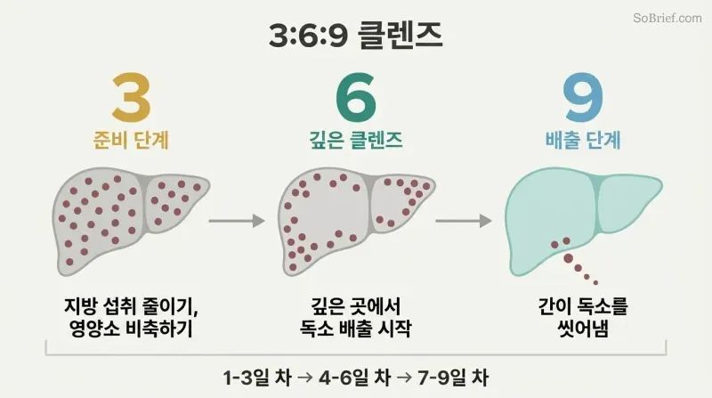Three-phase timeline showing a liver progressing from toxin-burdened preparation through deep cleansing to final release and renewal.