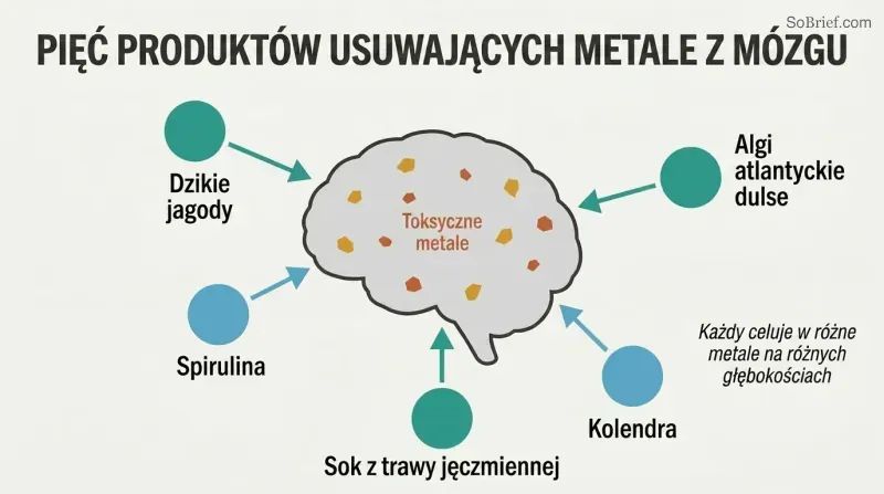 Hub-and-spoke diagram with a brain silhouette at center containing scattered metal dots, surrounded by five ingredient icons each connected by inward-pointing arrows showing coordinated extraction.