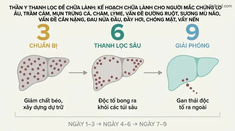 Three-phase timeline showing a liver progressing from toxin-burdened preparation through deep cleansing to final release and renewal.