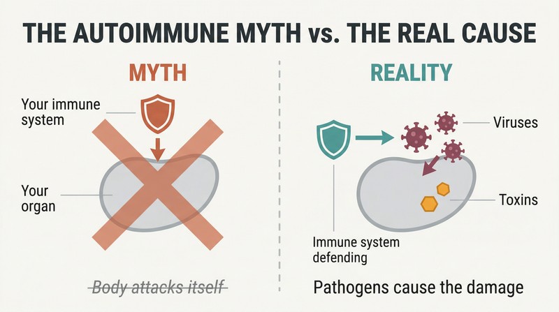 Split panel contrasting the autoimmune theory of the body attacking itself on the left with viruses and toxins as the real cause of inflammation on the right.