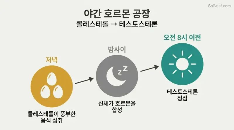 Three ascending circles trace the path from evening cholesterol intake through overnight synthesis to a pre-dawn testosterone peak.