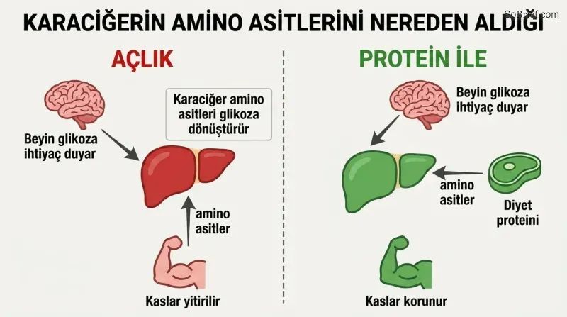 Split panel comparing starvation where the liver takes amino acids from muscle causing it to shrink, versus protein intake where dietary amino acids spare the muscle.