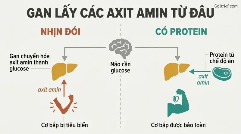 Split panel comparing starvation where the liver takes amino acids from muscle causing it to shrink, versus protein intake where dietary amino acids spare the muscle.