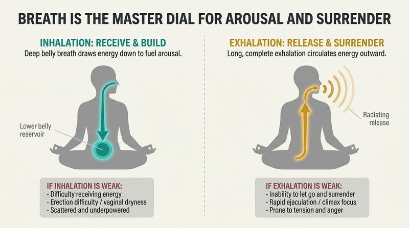 Split panel diagram comparing how deep inhalation draws energy down to build arousal, while long exhalation releases and circulates that energy outward.