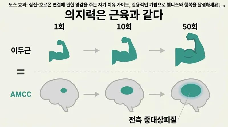 Two parallel progressions showing a bicep and a brain region both growing larger across three stages of increasing repetitions.