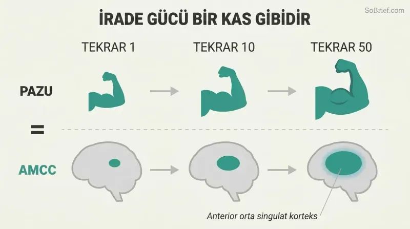 Two parallel progressions showing a bicep and a brain region both growing larger across three stages of increasing repetitions.