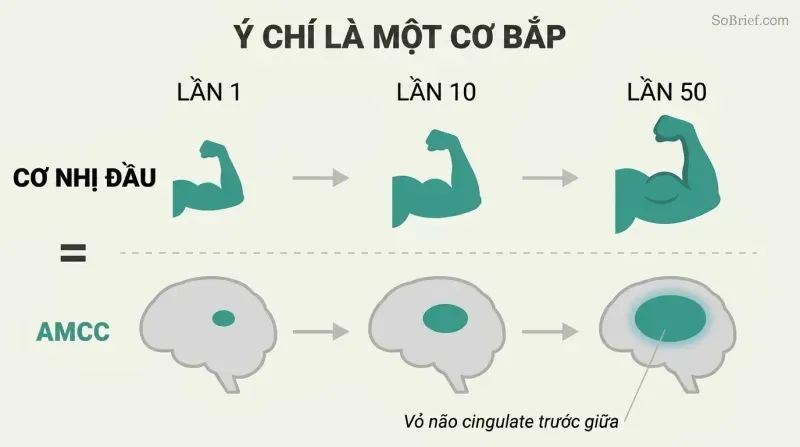 Two parallel progressions showing a bicep and a brain region both growing larger across three stages of increasing repetitions.