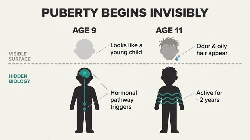 Split timeline diagram showing how true puberty begins internally at age nine, years before parents see visible physical signs at age eleven.