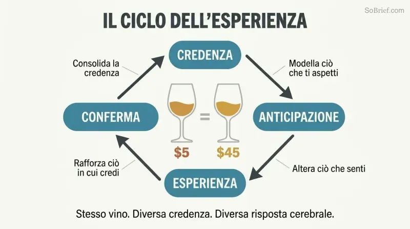 Four-stage circular loop showing how belief creates anticipation, shapes experience, and confirms itself, with two identically filled wine glasses labeled differently at center.