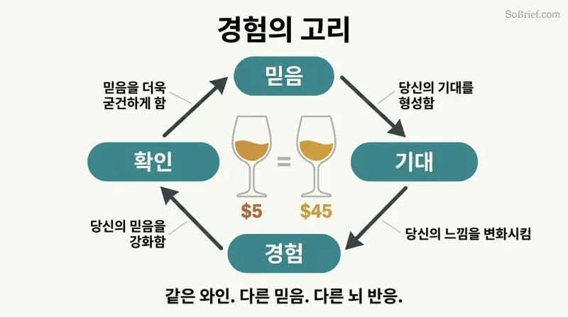 Four-stage circular loop showing how belief creates anticipation, shapes experience, and confirms itself, with two identically filled wine glasses labeled differently at center.