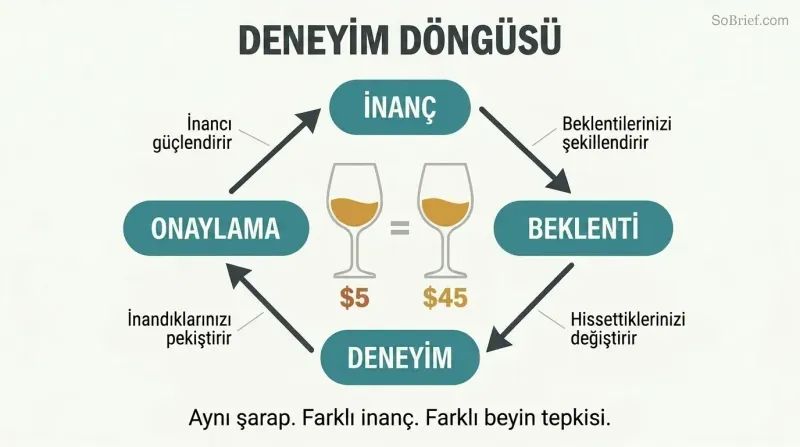Four-stage circular loop showing how belief creates anticipation, shapes experience, and confirms itself, with two identically filled wine glasses labeled differently at center.