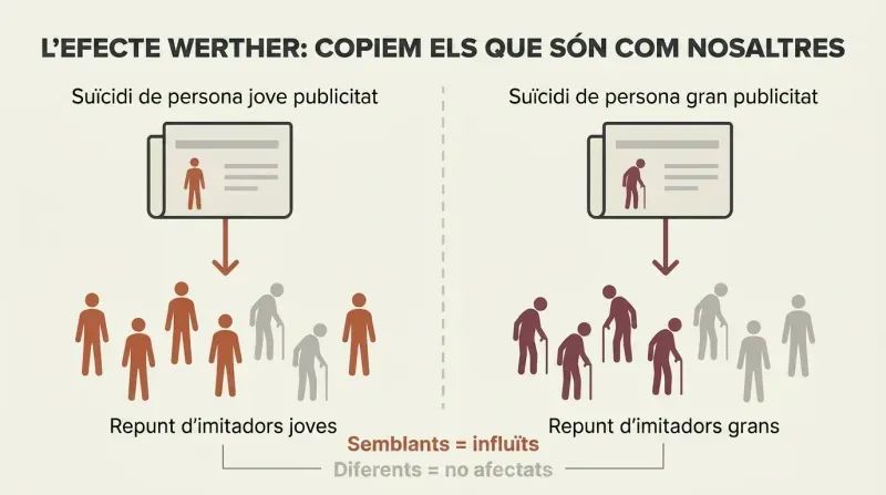 Split panel showing two parallel flows where a young person's publicized death triggers young copycat fatalities while an older person's triggers older ones, revealing similarity-based social proof.