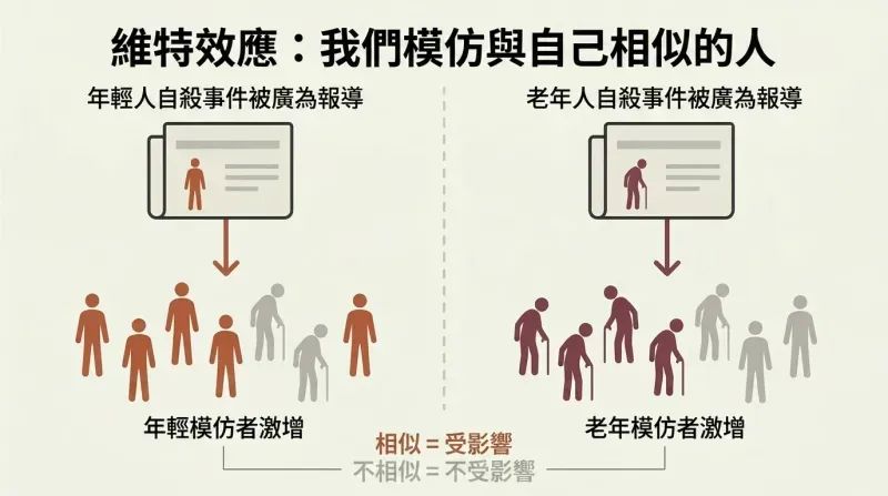 Split panel showing two parallel flows where a young person's publicized death triggers young copycat fatalities while an older person's triggers older ones, revealing similarity-based social proof.
