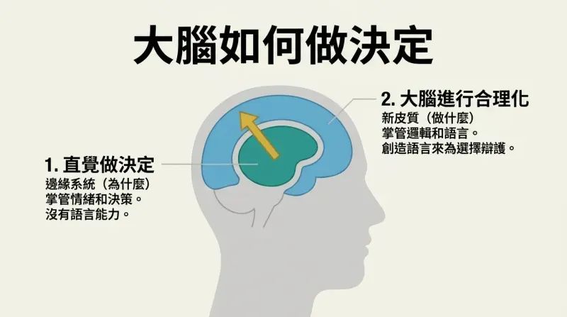 Cross-section diagram of a human brain showing how the inner limbic system makes gut decisions first, which the outer neocortex then rationalizes with language.