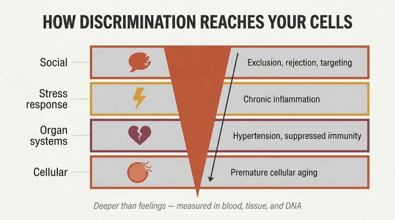 Layered cross-section showing discrimination penetrating from social surface through chronic stress and organ systems down to cellular aging.