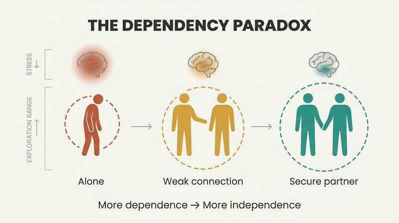 Three figures on a spectrum showing how stress shrinks and exploration range grows as connection with a secure partner deepens.