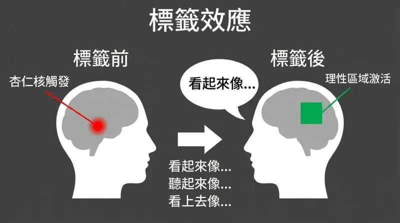 Split panel comparing a brain dominated by amygdala activity before labeling to one using rational areas after a verbal label is applied.