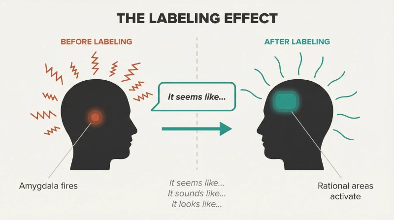 Split panel comparing a brain dominated by amygdala activity before labeling to one using rational areas after a verbal label is applied.
