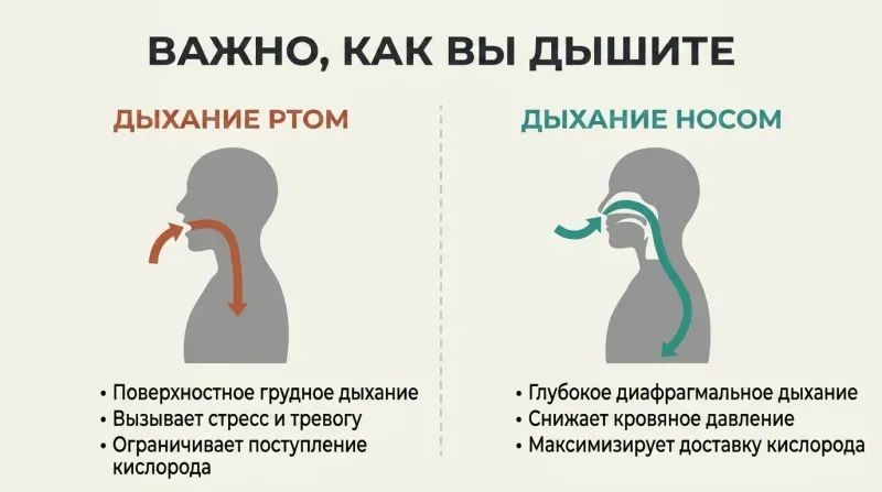 Split panel diagram comparing the shallow path and negative effects of mouth breathing against the deep path and positive biological effects of nasal breathing.