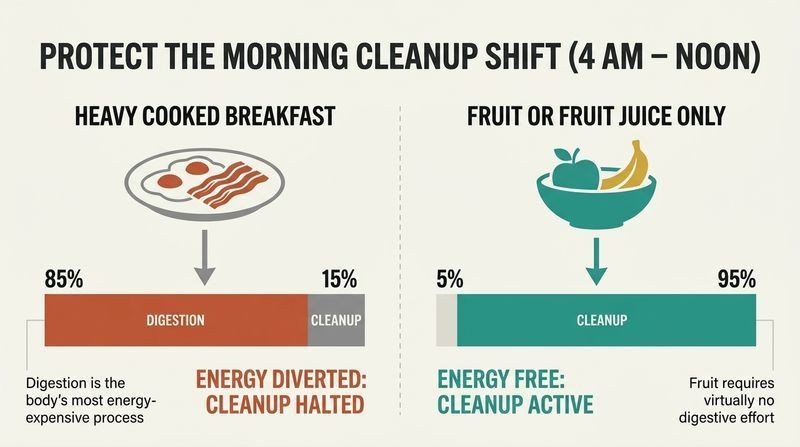 Split panel diagram comparing how a heavy breakfast hijacks morning cleanup energy while fruit keeps cleanup active.