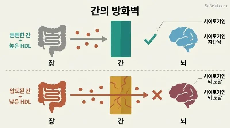 Split panel comparing a healthy liver blocking inflammatory cytokines from reaching the brain versus an overwhelmed liver allowing them through.