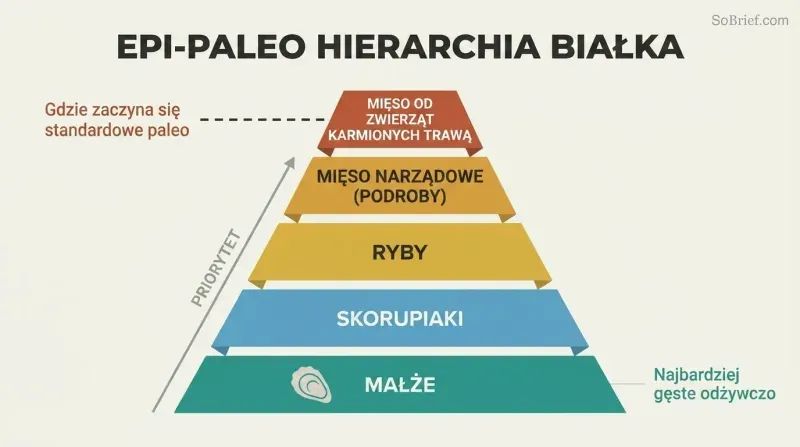 Five-tier food pyramid with shellfish as the wide foundation and grass-fed meat as the narrow top, a marker showing standard paleo starts only at the top tier.
