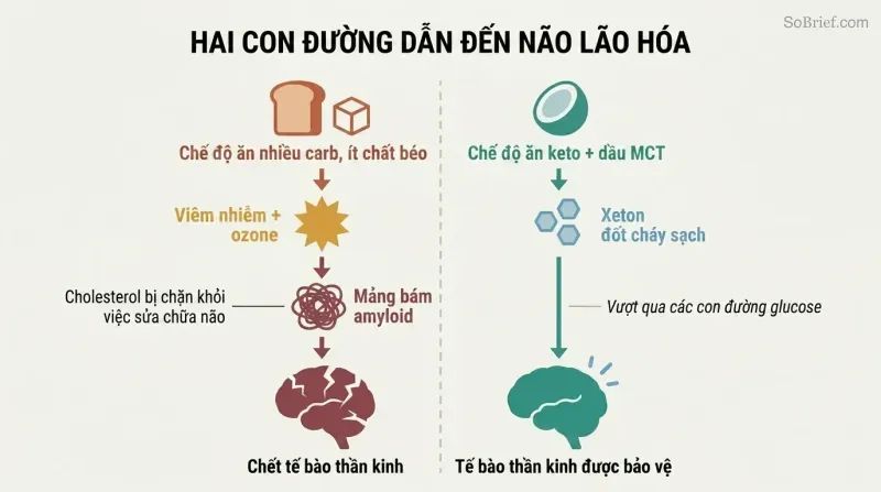 Split panel comparing a destructive high-carb cascade leading to amyloid tangles and neuron death against a ketogenic pathway delivering clean ketone fuel to a protected brain.