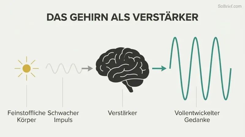 Faint wave enters a brain silhouette and exits dramatically larger, showing the brain as thought amplifier, not creator.