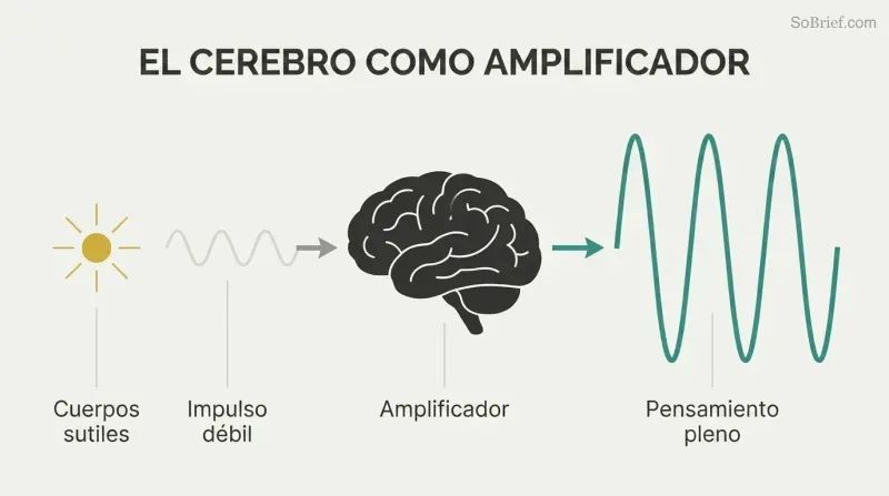Faint wave enters a brain silhouette and exits dramatically larger, showing the brain as thought amplifier, not creator.