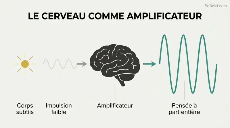 Faint wave enters a brain silhouette and exits dramatically larger, showing the brain as thought amplifier, not creator.