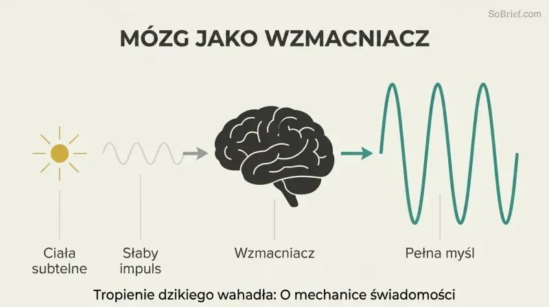 Faint wave enters a brain silhouette and exits dramatically larger, showing the brain as thought amplifier, not creator.